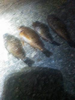 アジにメバルに